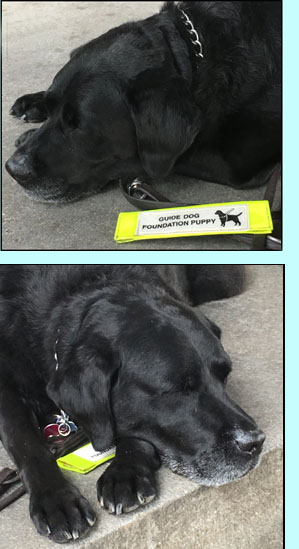 Photos show Rocky with his head resting on his paws on the floor and his eyes closed next to a tag saying 'Guide Dog Foundation Puppy.'  The next photo shows his head and paws on top of and covering the tag.